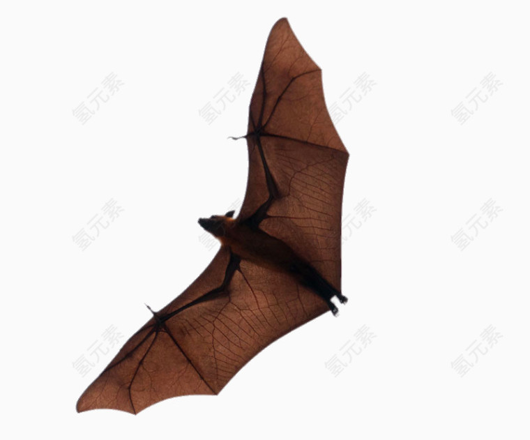 飞翔的蝙蝠