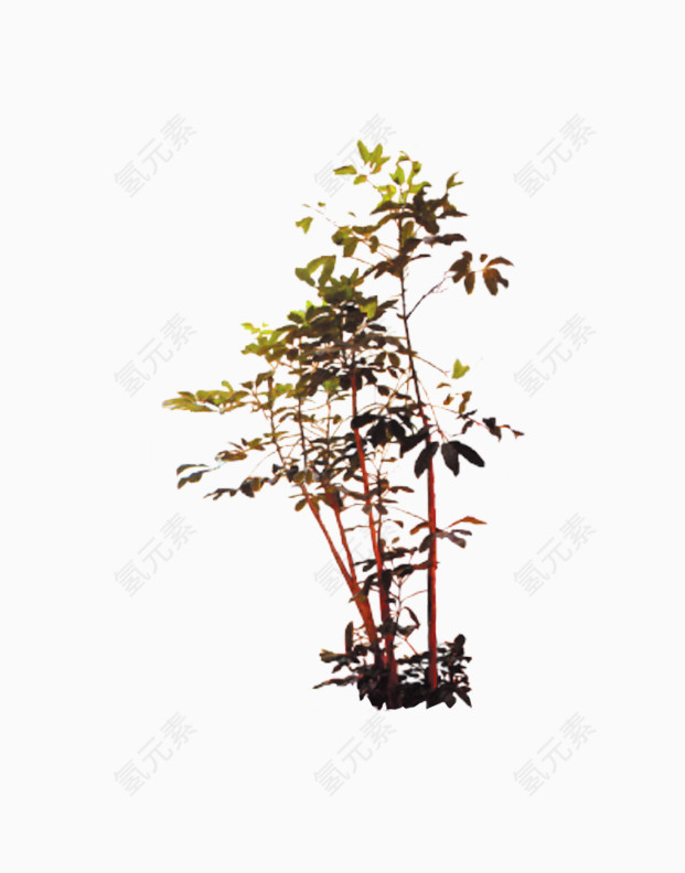 木科植物