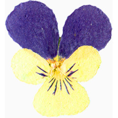 超唯美压花干花紫色黄色花朵花瓣