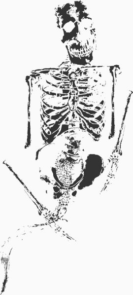 古化石人体骨头