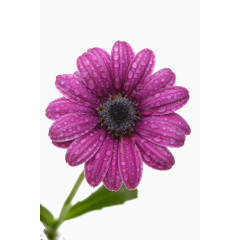 紫色非洲菊