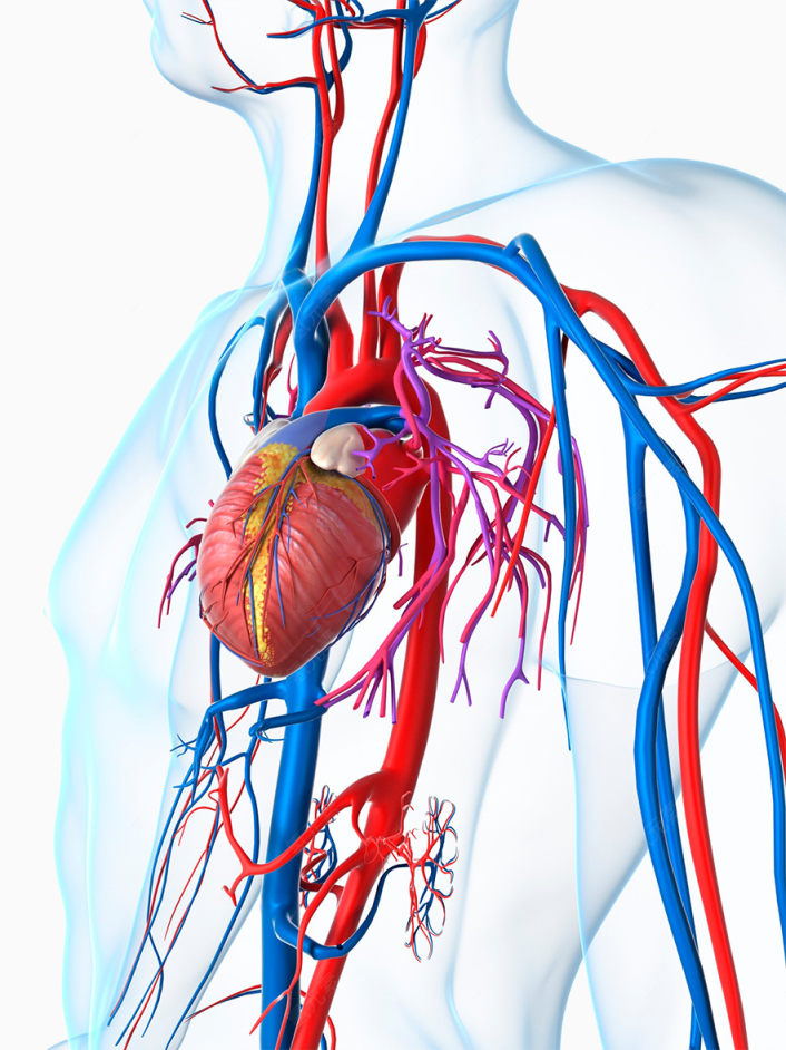 人体心脏血管图片下载