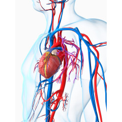 人体心脏血管图片