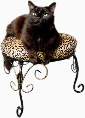 黑猫在椅子上