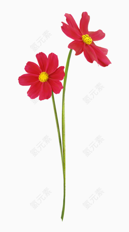 红色花朵雏菊装饰素材