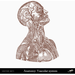 人体上半身血管分布
