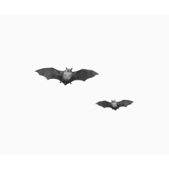 飞翔蝙蝠素材