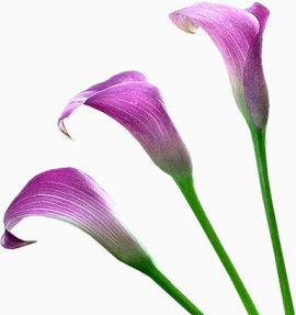 三支紫色马蹄莲