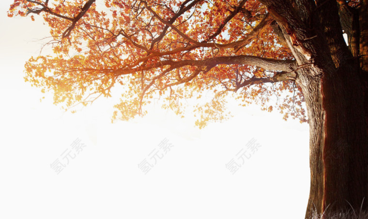 秋季冬落树