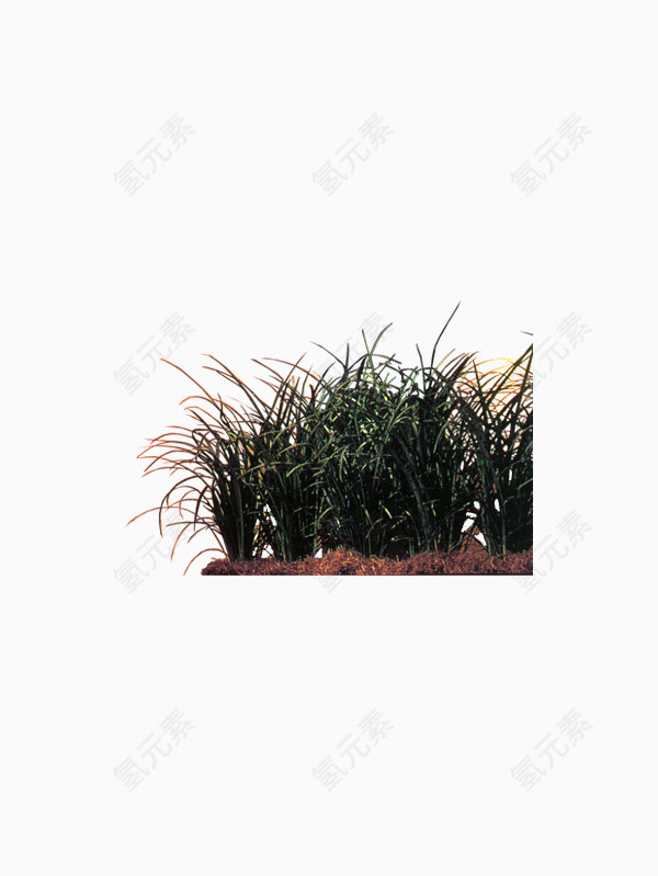 兰草植物