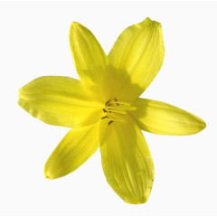 黄色的颜色鲜艳的花