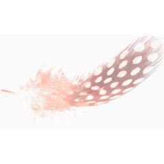粉色漂亮羽毛