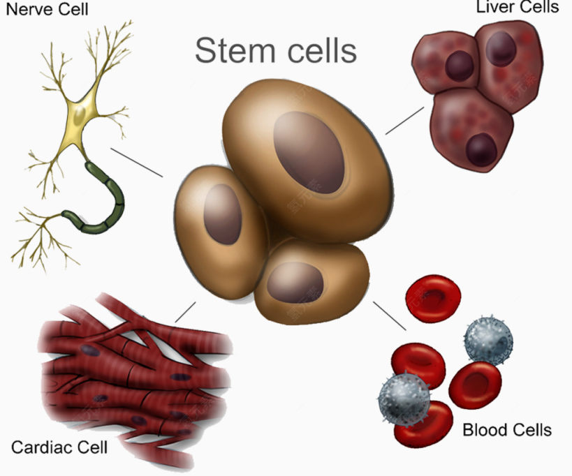 干细胞分裂下载
