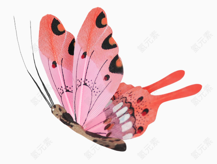 真是一只美丽的大蝴蝶