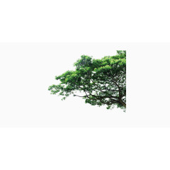 翠绿松树