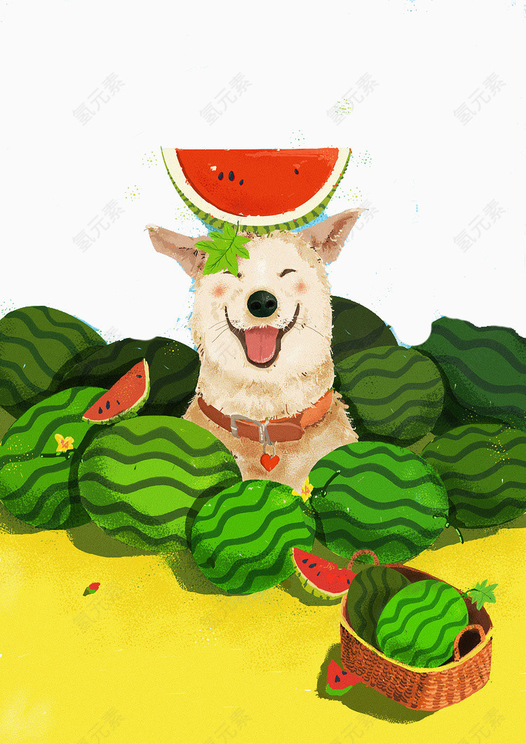 吃西瓜的柴犬