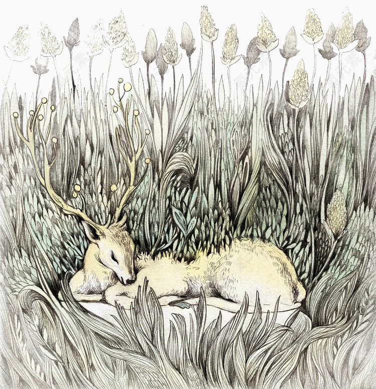 沉睡森林-鹿