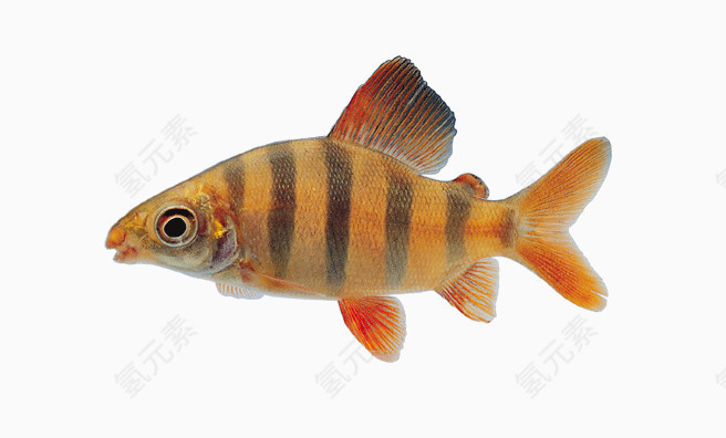 金红色条纹鱼