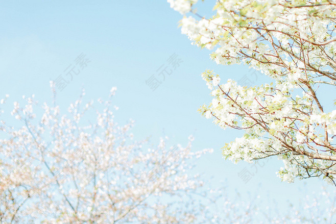 花的背景