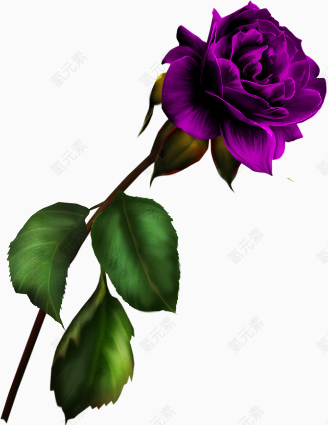 紫色花枝