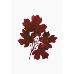 红色简约树叶装饰图案