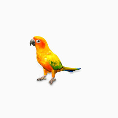 鹦鹉，彩色小鸟，鸟，动物