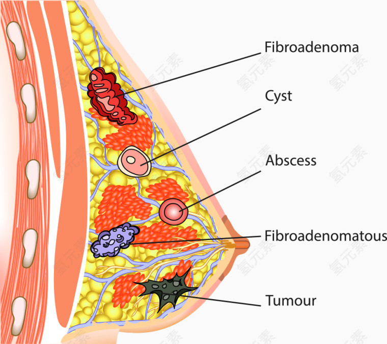 矢量乳房分解图