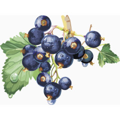 矢量图蓝莓