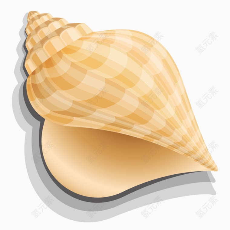 金黄色海螺