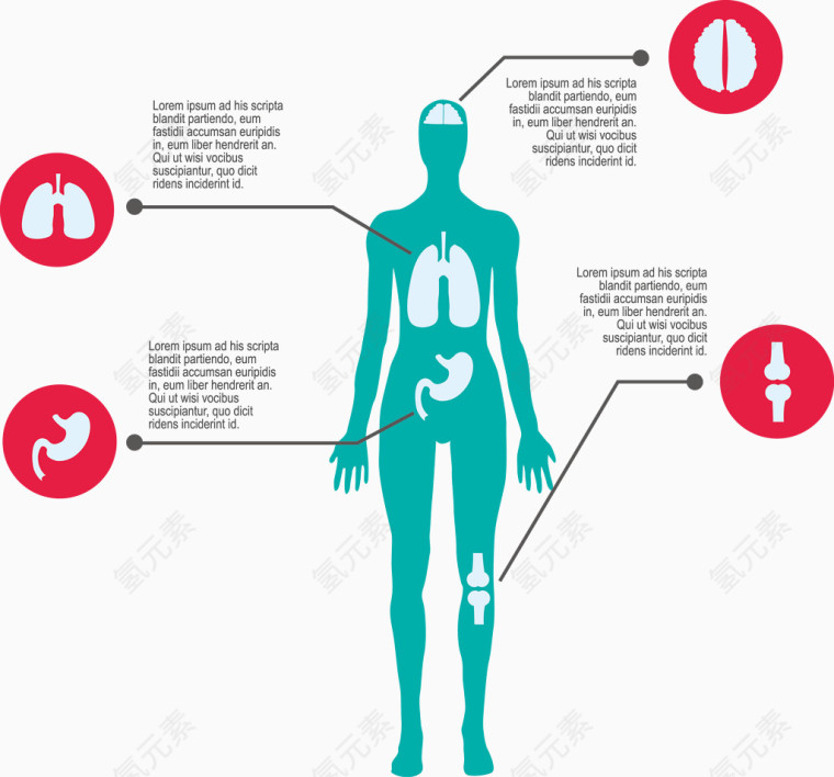 人体结构矢量