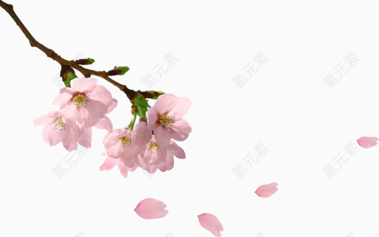桃花树枝