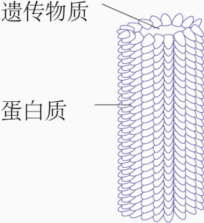 烟草花叶病毒下载