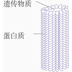 烟草花叶病毒