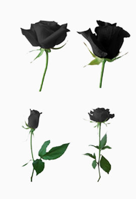 四朵黑玫瑰