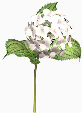 卡通手绘花朵植物白色小碎花