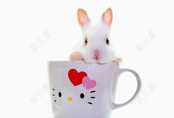 杯子里的兔子