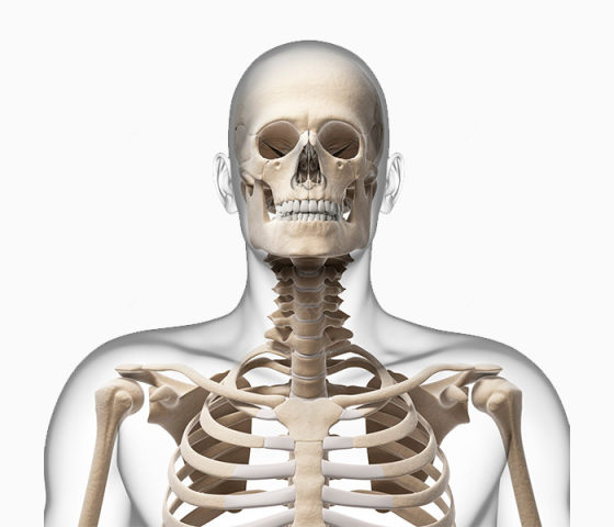 人体骨骼图片下载