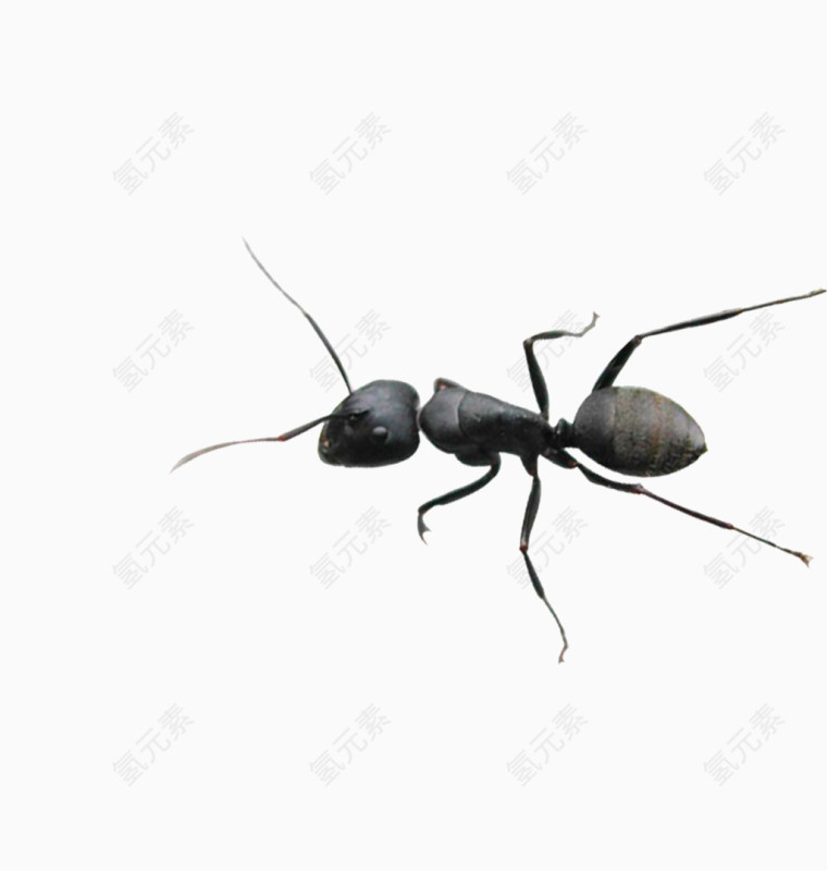 毒蚂蚁