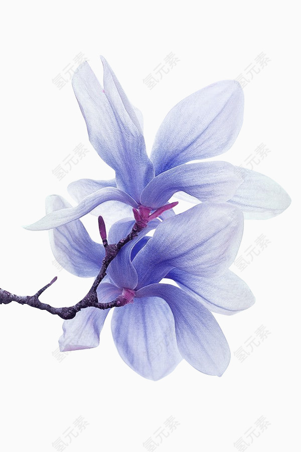 蓝色清新花朵装饰图案