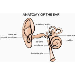 矢量耳朵的结构图