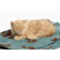 小猫毛毯