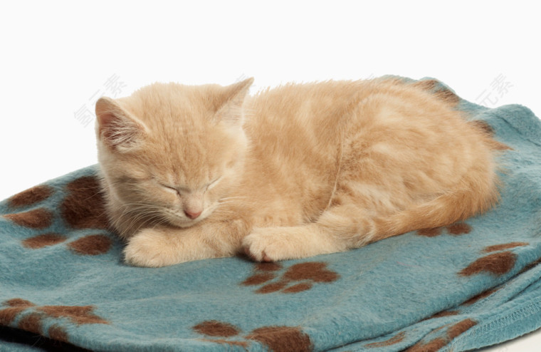 小猫毛毯