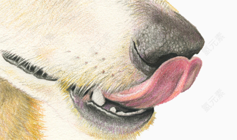 吐舌头的狗狗