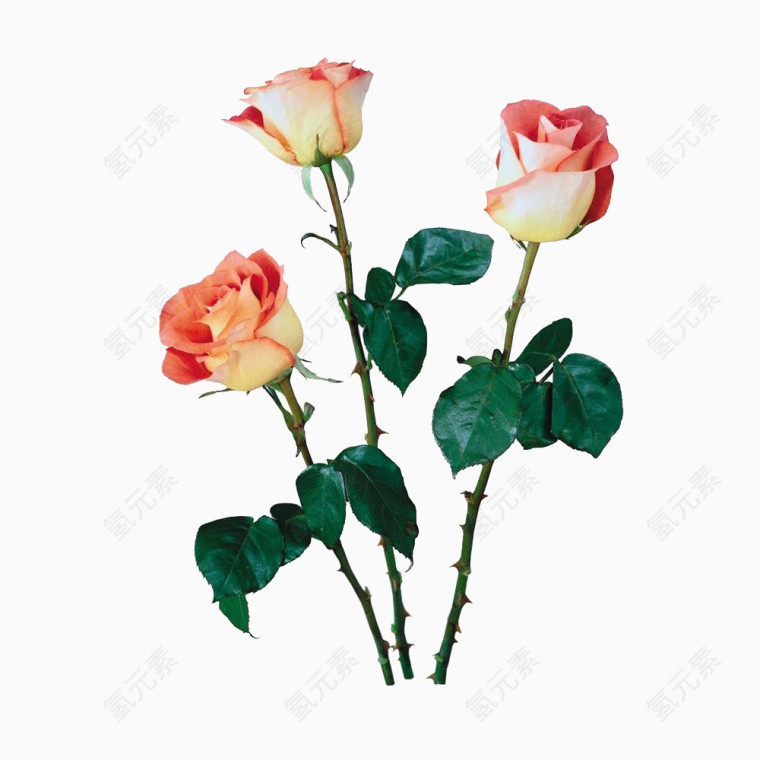 三只粉红的玫瑰花