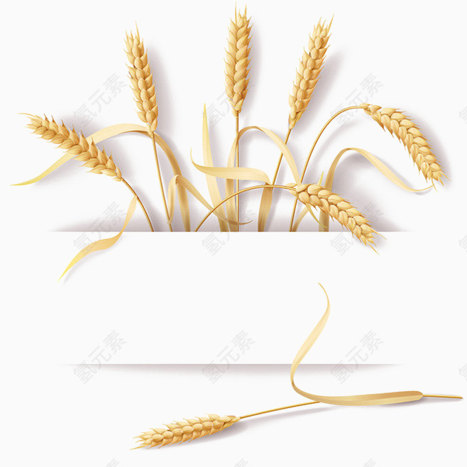 小麦稻草设计素材