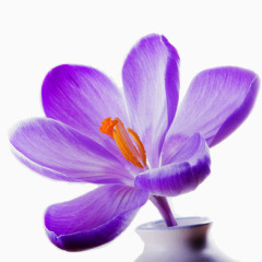 紫色盛开的花朵矢量图