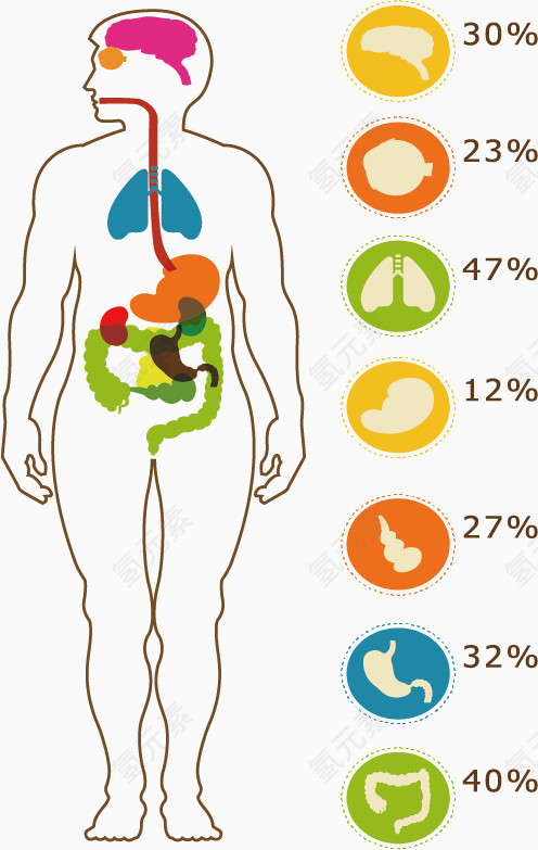 人体器官占比