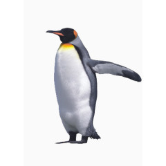 一只企鹅