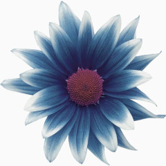 深蓝色花朵装饰