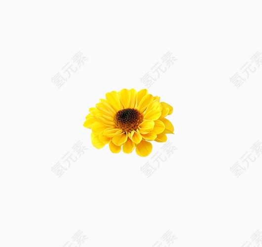 黄色 菊花